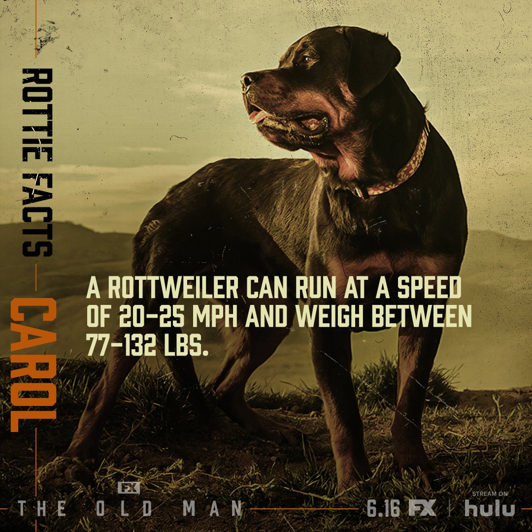 TheOldMan_Rottie1_1x1_R4_01