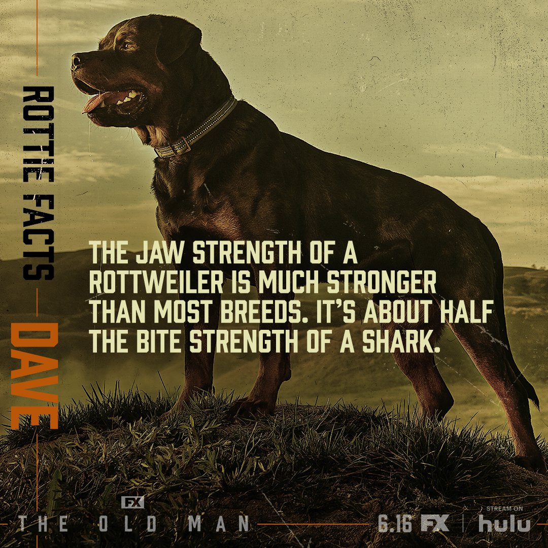 TheOldMan_Rottie2_1x1_R3_01