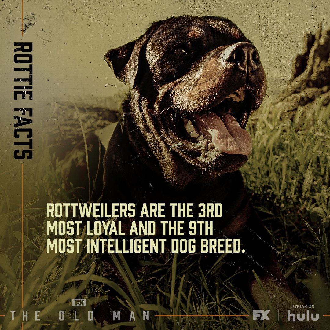 TheOldMan_Rottie3_1x1_R2