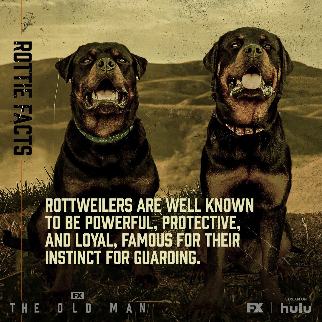 TheOldMan_Rottie4_1x1_R2