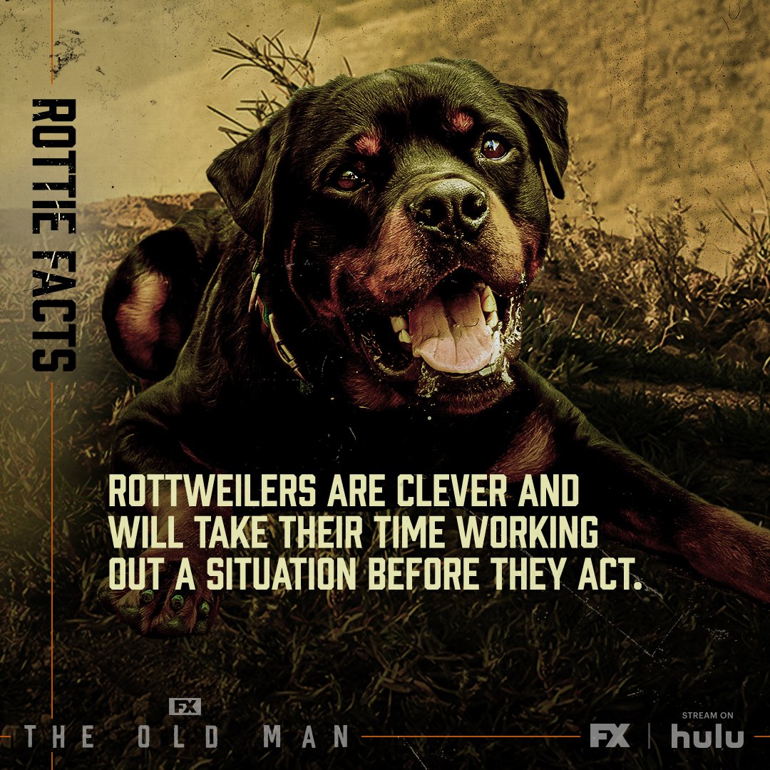 TheOldMan_Rottie5_1x1_R2