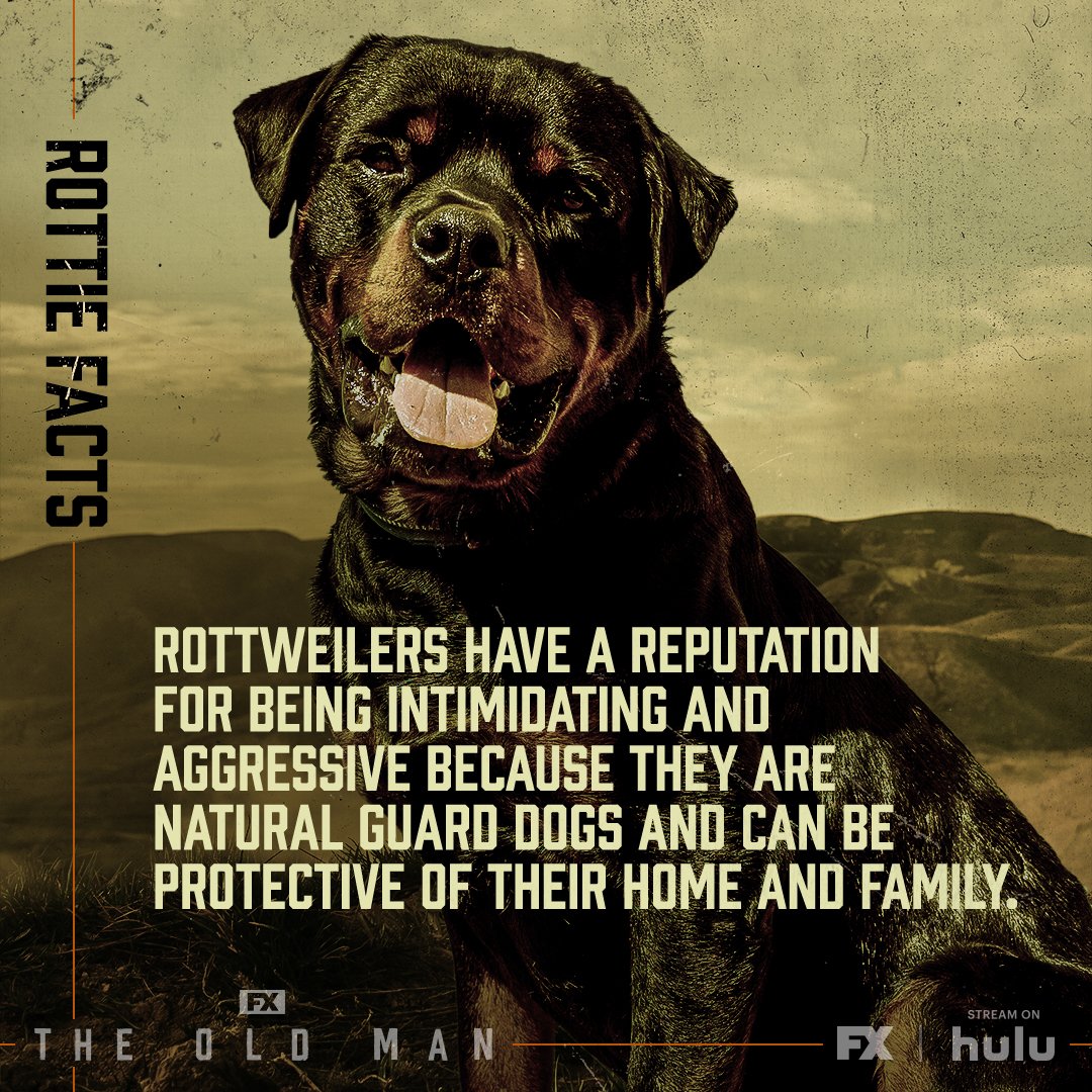 TheOldMan_Rottie7_1x1_R1